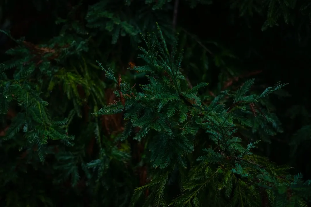Photo Forest walk