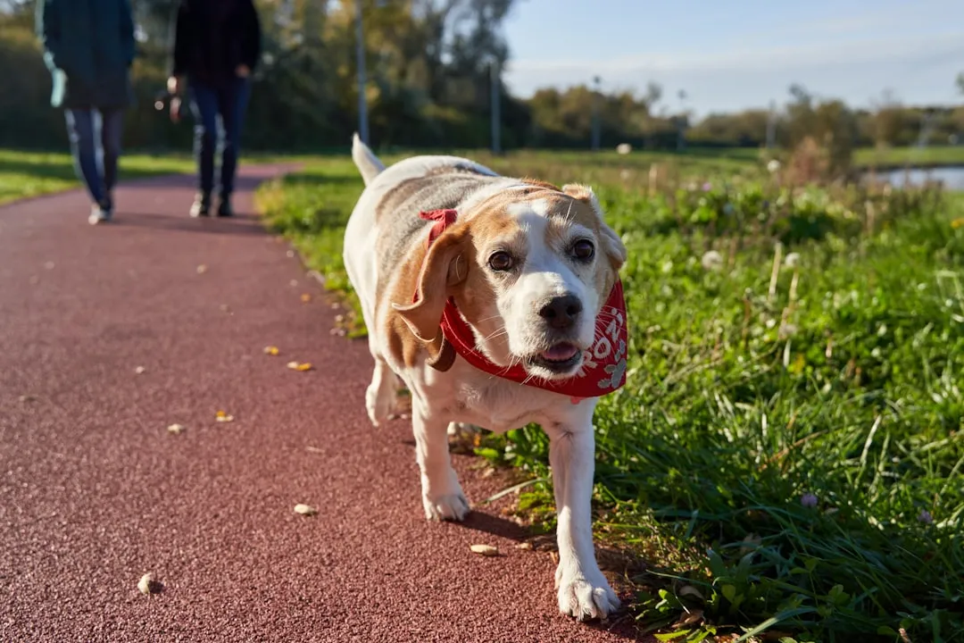 Photo Loyal companion