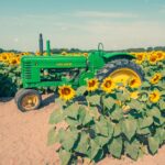 Photo Flower field