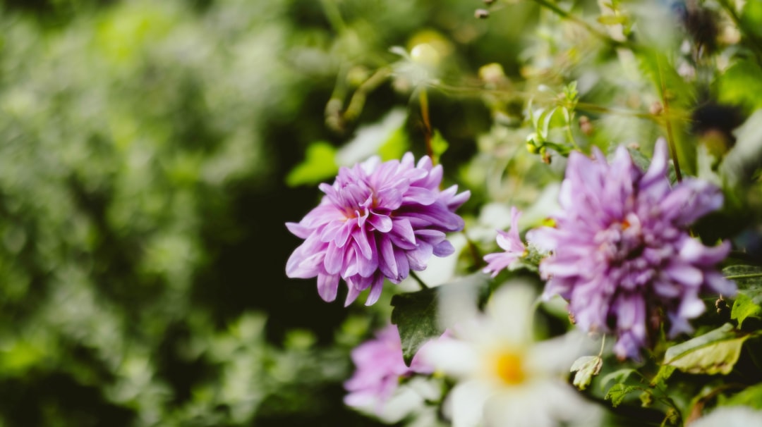 Photo Colorful blooms