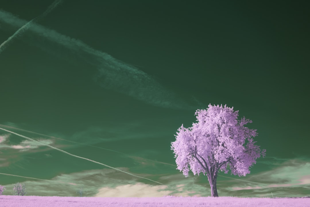 Photo dream interpretations
