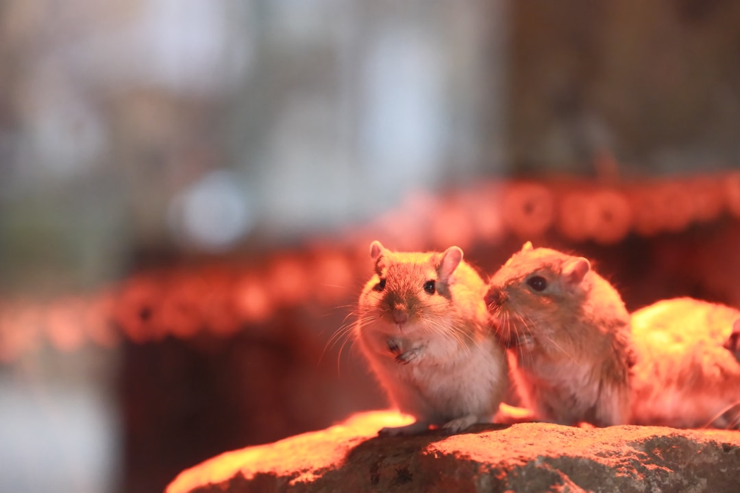 Photo mice